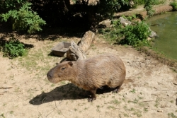 Et beaucoup d'autres animaux