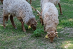 Et beaucoup d'autres animaux