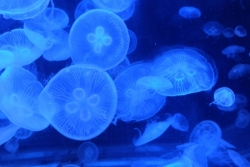 La maison des "petites bêtes"