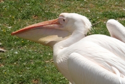 Et beaucoup d'autres animaux