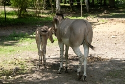 Et beaucoup d'autres animaux