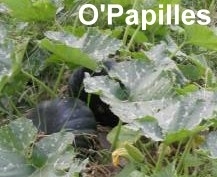 legumes-automne-potirons-musques.jpg