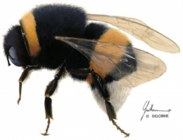 bourdons,abeilles,électricité,fleurs,sciences,biologie,ondes,électromagnétisme