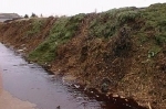 sapins-compost02.jpg