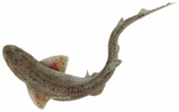 poissons,pêche,pêcher,consommation,consommer autrement,commerce,surconsommation