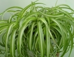 chlorophytum.jpg
