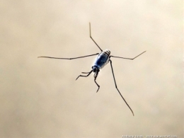 océans,pacifique,pollution,écosystème,plastique,insectes