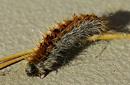 mesange-chenille-processionnaire.jpg