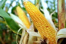 ogm,monsanto,maïs,agriculture biologique,ong