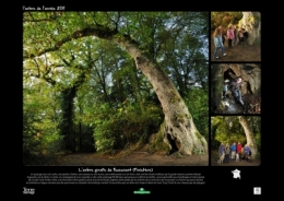 arbre,bois,foret,bretagne