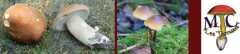 aev-avril09-champignon.jpg