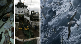 océans, pêche, pêcher, poissons, environnement