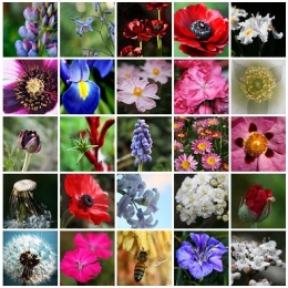 biodiversité,écosystème,écologie,espèces,espèces menacées