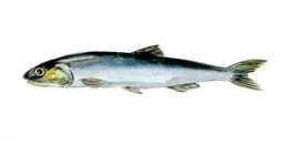 sciences,animaux,homme,onu,fao,consommation,alimentation,anchois