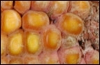 chercheur-inra.jpg