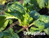 salade-epinards.jpg