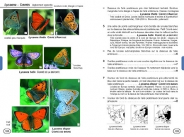 guide-papillons02.jpg