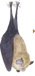 sortiesVO-chauve-souris.png