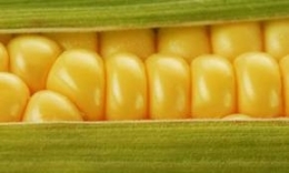 ogm,monsanto,maïs,santé,sciences,alimentation,herbicide,roundup