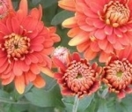 chrysanthemum-x-grandiflorum.jpg