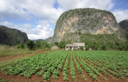 cuba,amérique du sud,agriculture intensive,monoculture,agroforesterie,sols,pollution,environnement