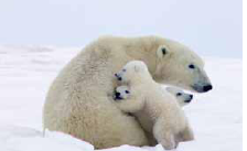 100-photos-pour-la-nature03.png