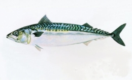 pêche,maquereau,poissons,développement durable,océans,mer