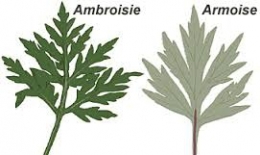 plantes,espèces invasives,réchauffement climatique,europe,allergie,santé