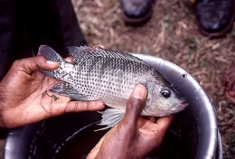 alimentation,afrique,consommer,poissons,égypte,aquaculture