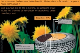 sciences,chimie,pissenlits,environnement,écologie