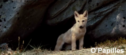 loup-vanier02.png