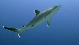 requin,mer,océan,poissons,environnement,changement climatique