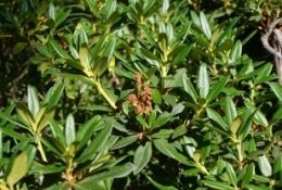 bouturage-azalee07.jpg