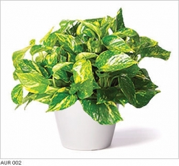 air,atmosphère,pollution,plantes,environnement