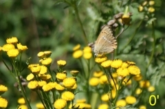 papillon-tanaisie.jpg