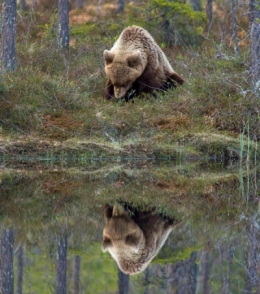 ours,photos,photographie,finlande