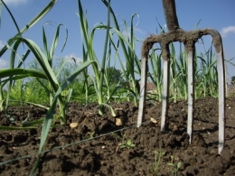 biodynamie,bio,vigne,viticulture,bordeaux