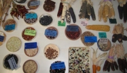 semences, agriculture biologique,agriculture,paysan,agroécologie,graines,europe