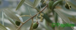 antipasti-olive.jpg