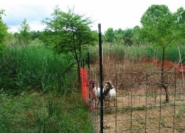 biodiversité,chevre,pesticides,usa,écosystème,plantes invasives,plantes indigènes