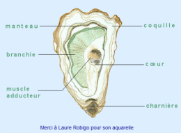 huitre02.png