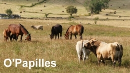 biodiversite-prairie.jpg