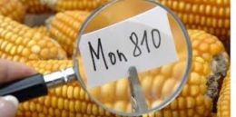 ogm,sciences,recherche,animaux,médias,monsanto,médecine,santé