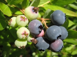 alimentation,santé,fruits,légumes,médecine,myrtilles