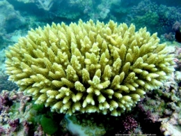 coraux,botanique,nature,environnement,chimie,australie