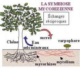 champignons,arbres,botanique,écologie,engrais,fongicide