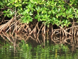 écologie,environnement,mer,sel,bois,agriculture,économie locale