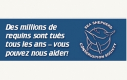 requin,la réunion,océans,environnement