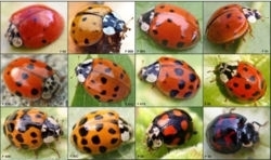 coccinelle,coccinelles,potagers,agriculture biologique,insectes,insecticides