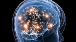 cerveau,santé,mémoire,sciences humaines,sciences sociales,éducation